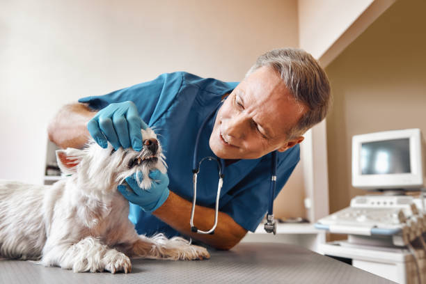 Best Emergency Treatment for Dental Infections or Abscesses in Amherst, OH